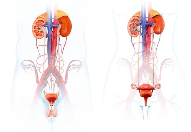 Male and female bladder